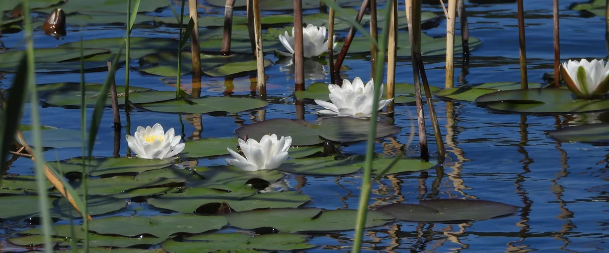 Nénuphars en fleurs sur le lac d'Étival