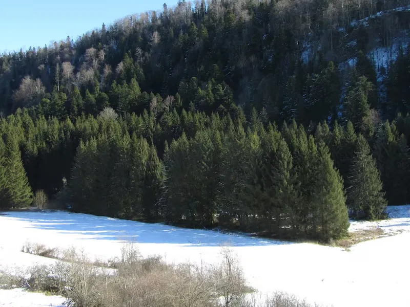 La forêt de sapins et la prairie enneigée en hiver
