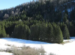 La forêt de sapins et la prairie enneigée en hiver